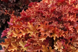 Heuchera 'Ginger Peach'